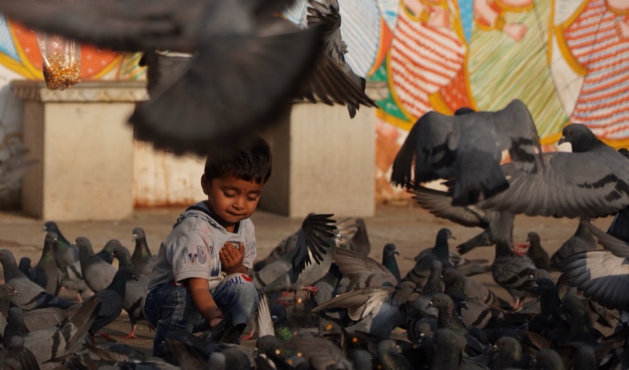 Kid feeding pigeons