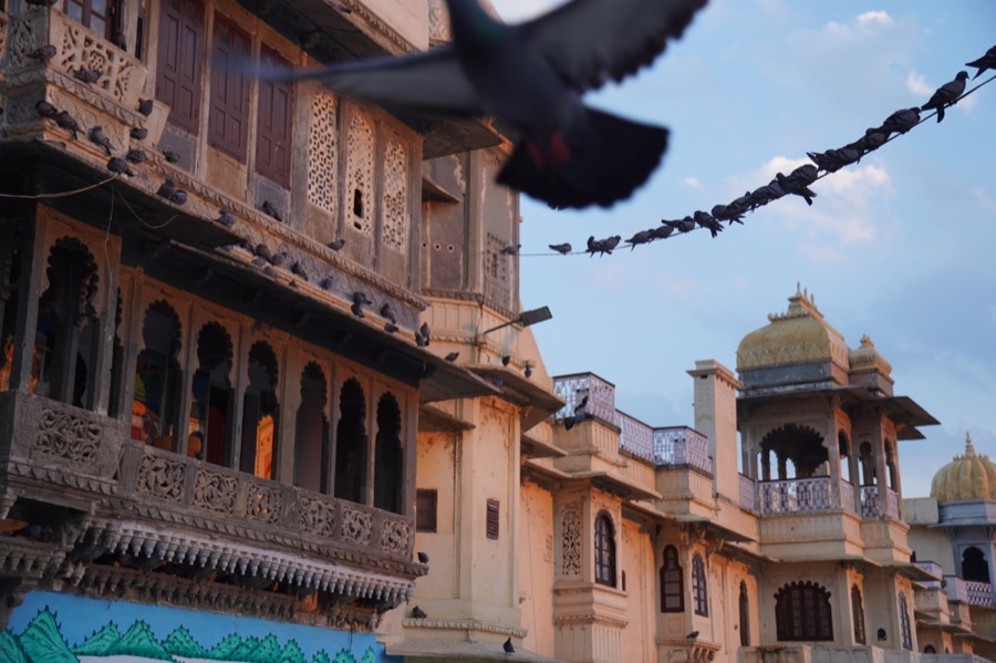 More pigeons in Udaipur