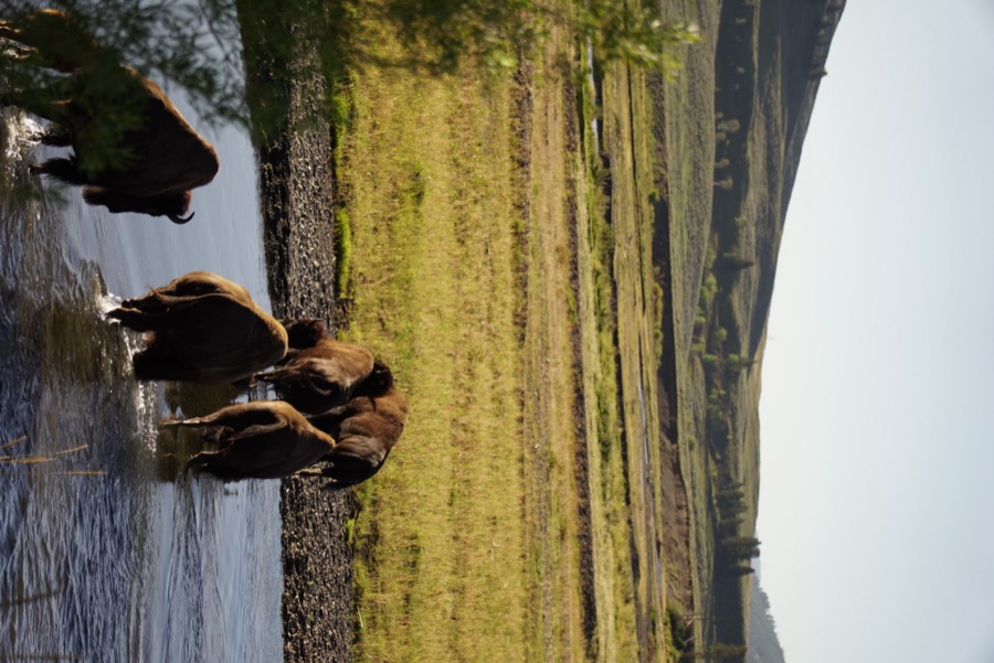 Bisons crossing a river in Lamar Valley