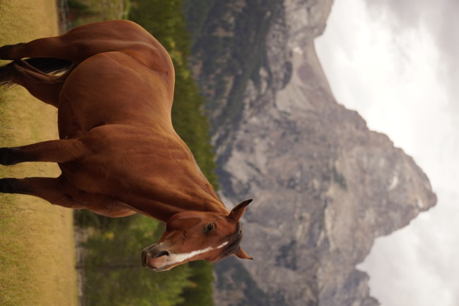 A majestic horse chilling with the Tetons in the background
