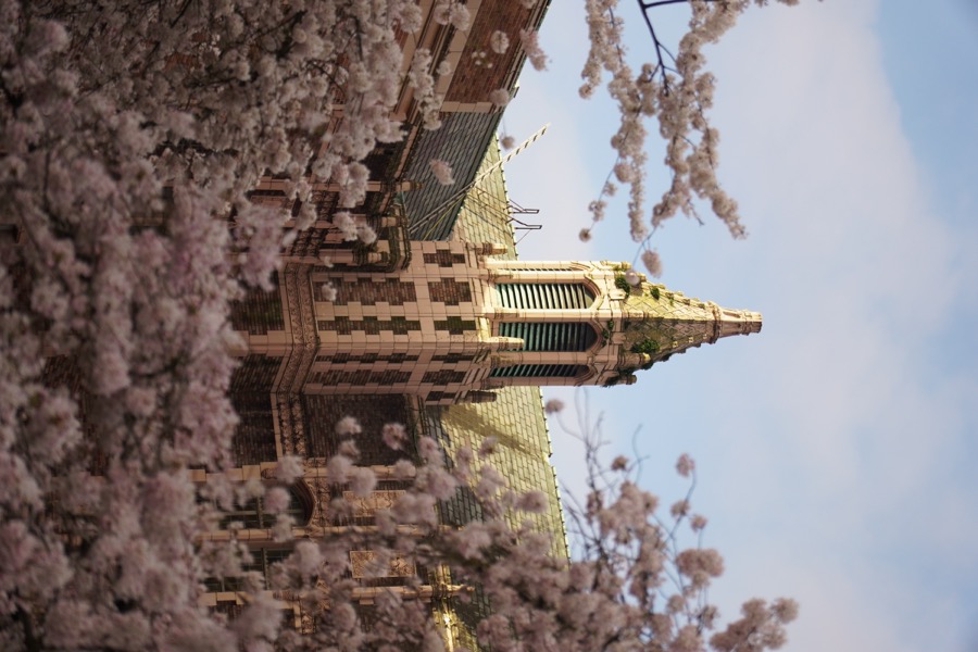 Annual cherry blossoms at the UW Quad (2026)