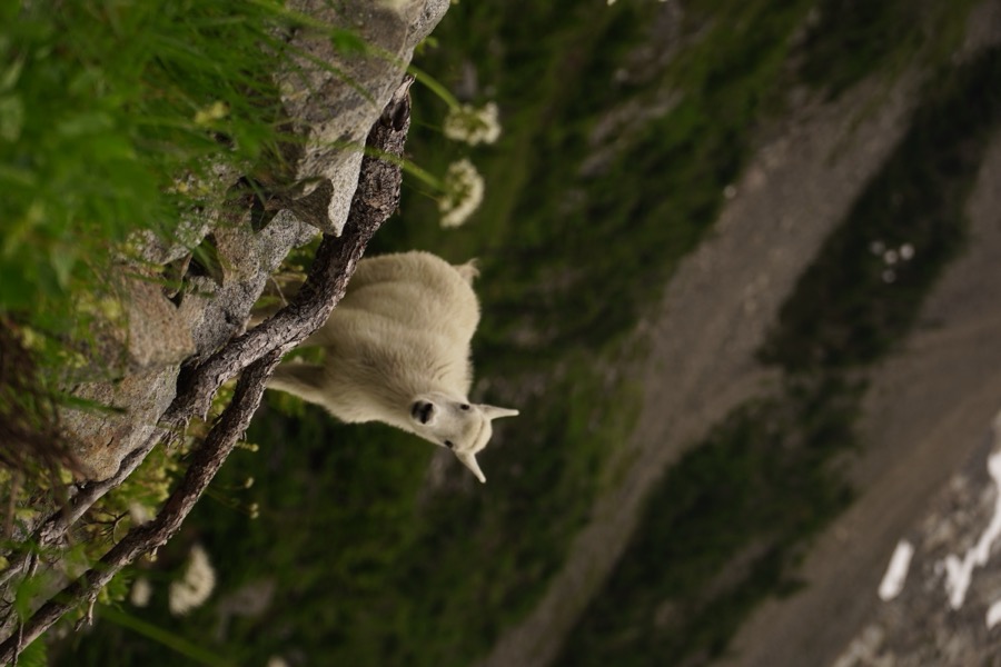 A very curious and shy baby mountain goat
