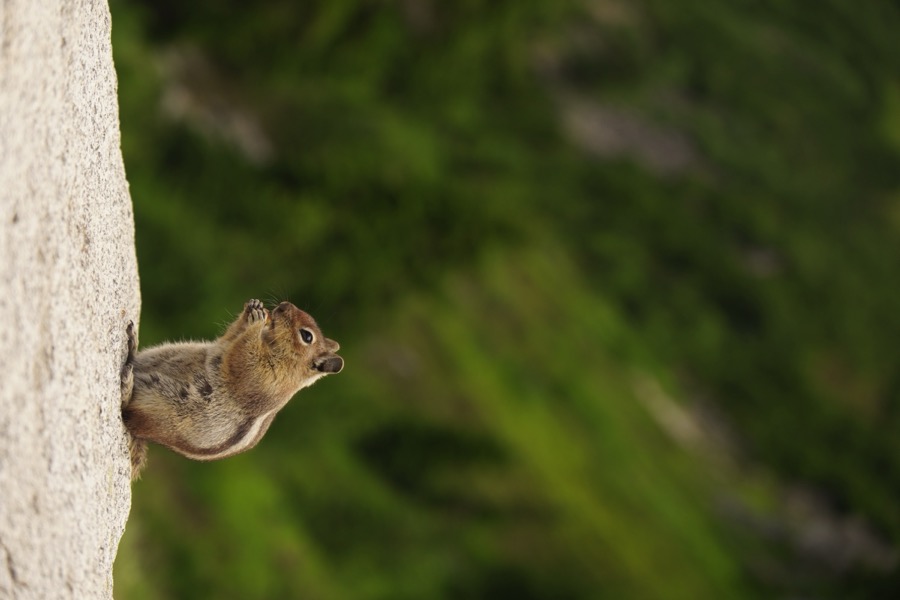A squirrel minding its own business