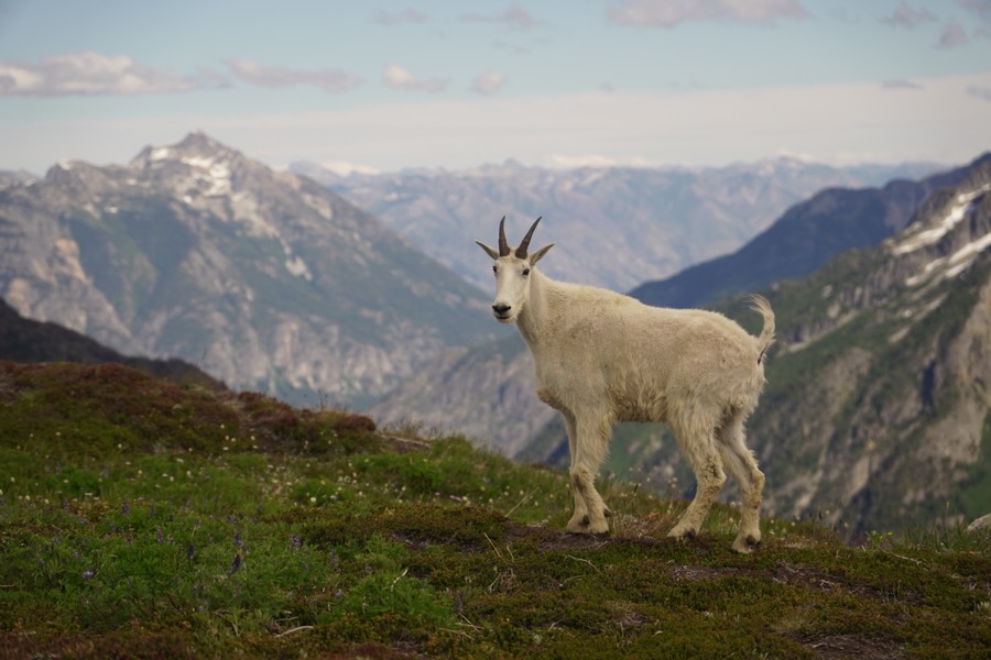 A majestic mountain goat near Cascade Pass