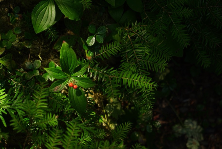 Vegetation in the enchanted valley