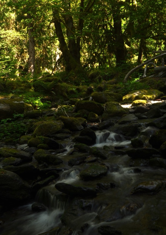 Creeks and streams along the Quinault River
