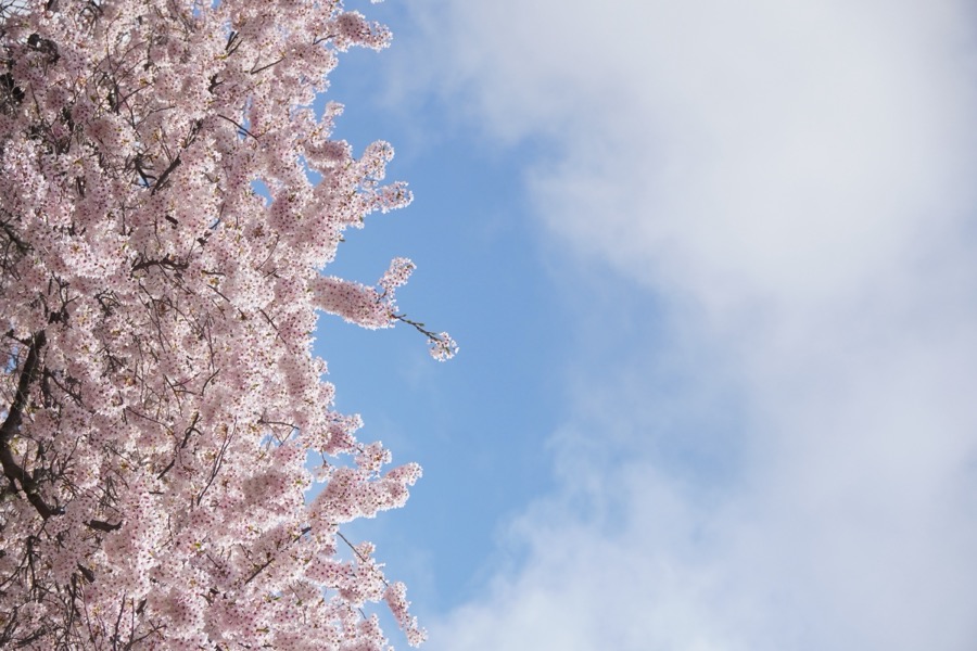 Cherry Blossoms at UW (2025)